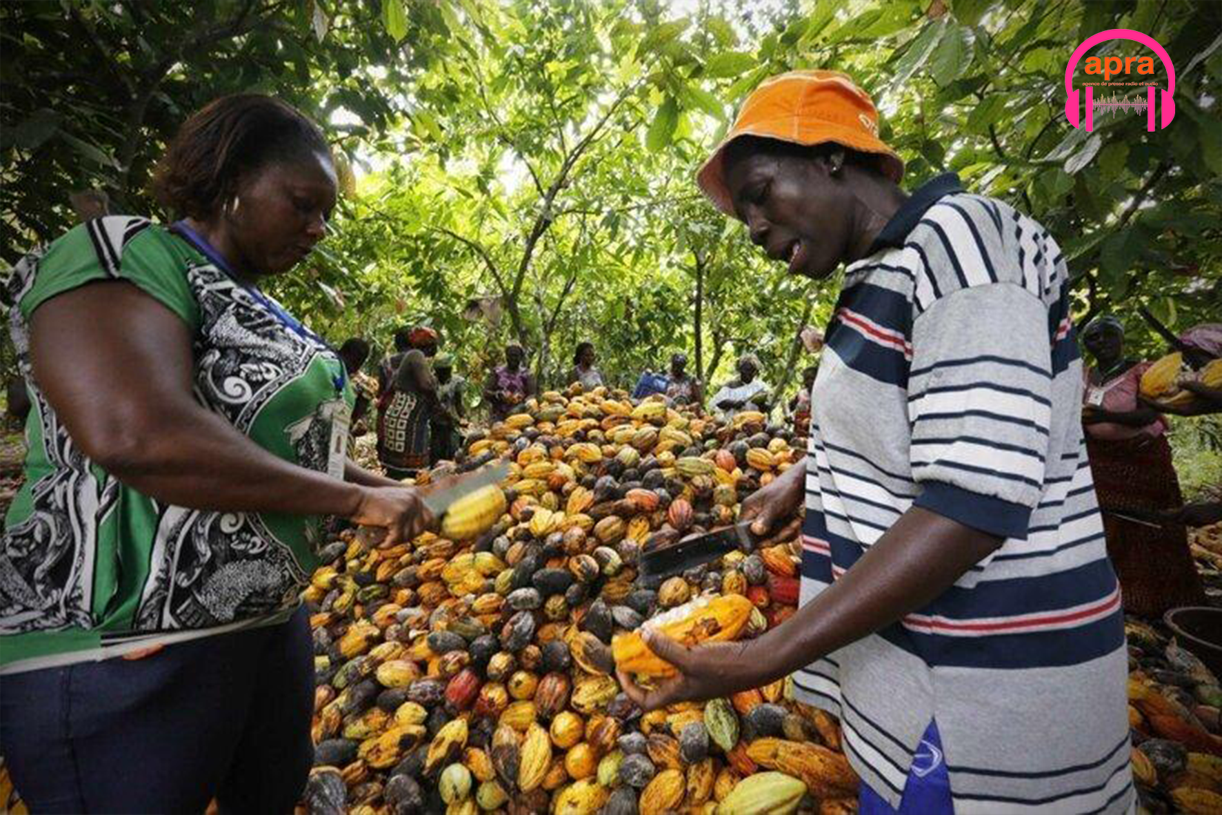 Économie / Café-Cacao : la BNI mobilise 300 milliards de FCFA pour la campagne 2026-2027.