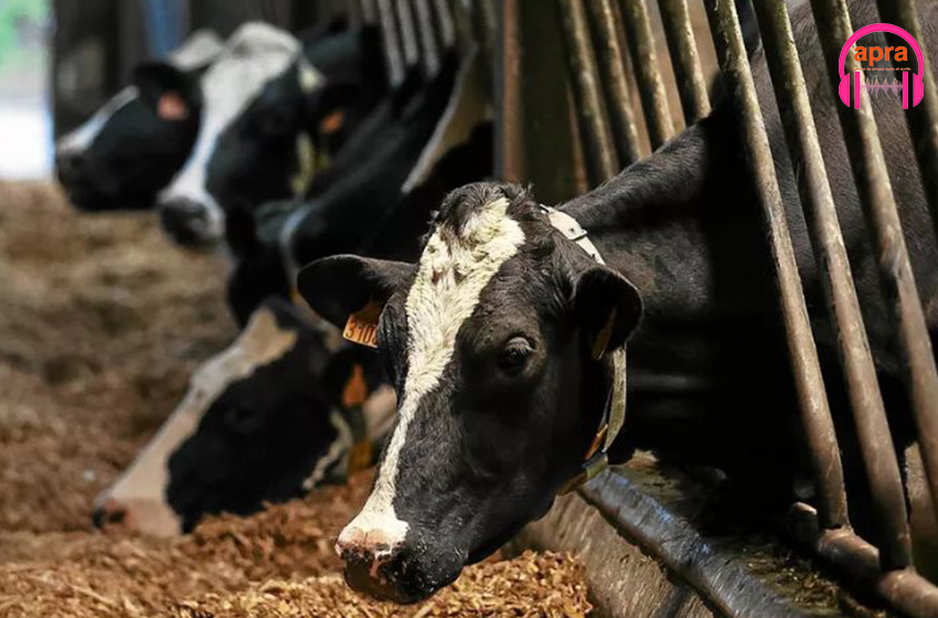 ÉTATS-UNIS d’Amérique / SANTÉ : Un deuxième cas de grippe aviaire détecté