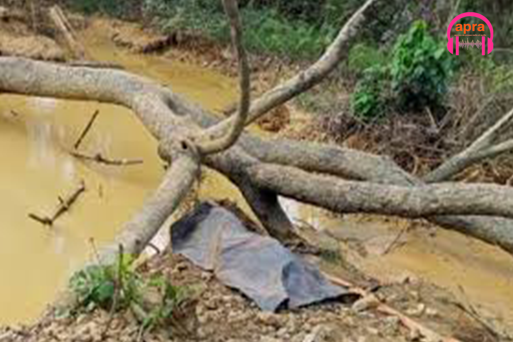 Drame à Taï : Un agent des Eaux et Forêts sacrifié sur l’autel de l’orpaillage clandestin.