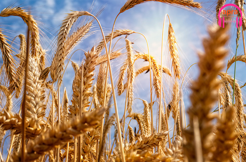 Comment sortir les céréales bloquées en Ukraine pour l'Afrique?