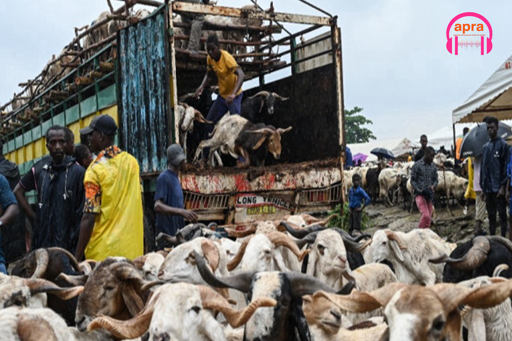 Société / Tabaski 2026 : Abidjan encadre strictement le transport et la vente du bétail.
