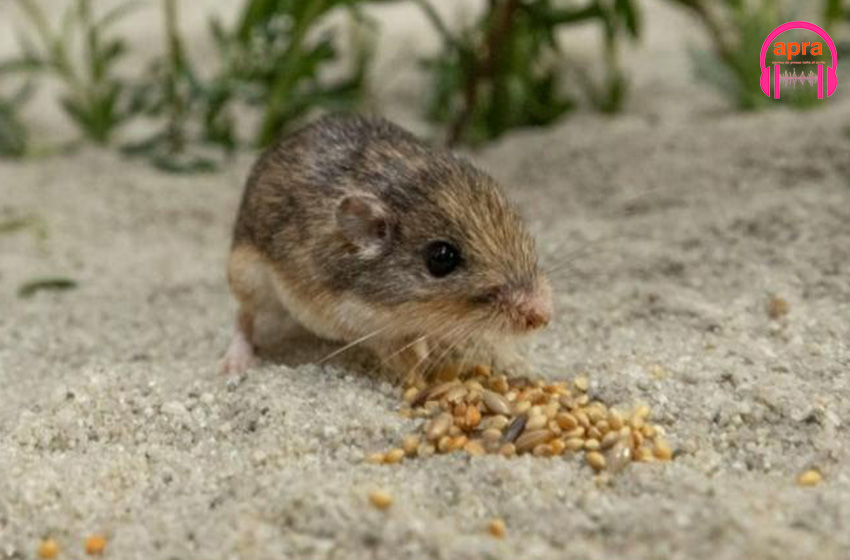 Environnement  / Pat, la plus vielle souris au monde a dorénavant un logis
