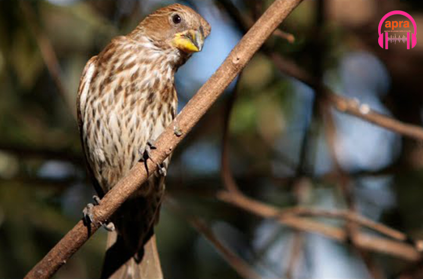 Kenya : l'IA analyse le chant des oiseaux pour surveiller les forêts