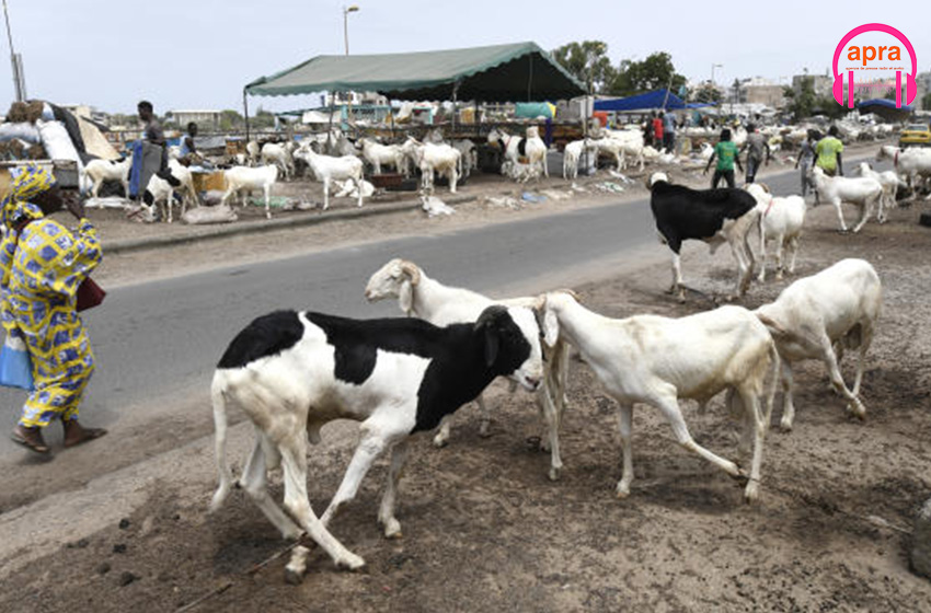Sénégal : avec l’instabilité actuelle, quelle tabaski peut-on imaginer ?