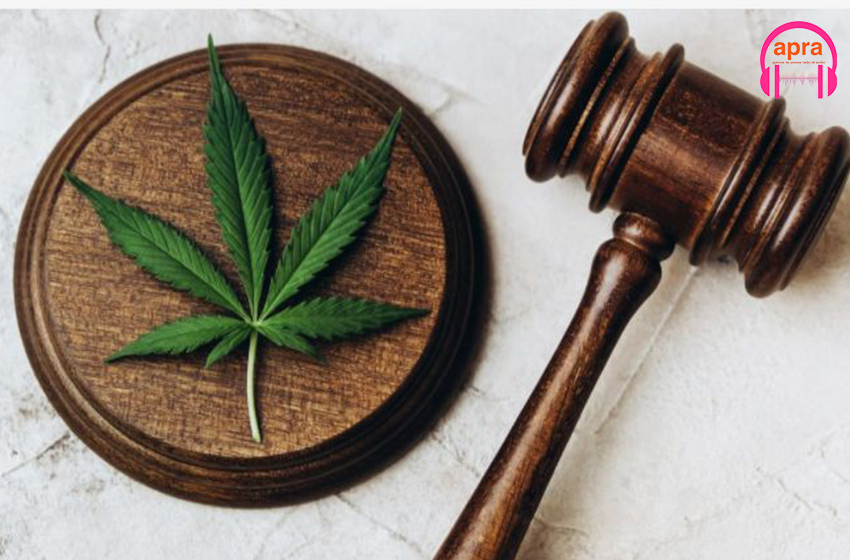 Allemagne : La loi autorise la consommation du cannabis dans les lieux publics.