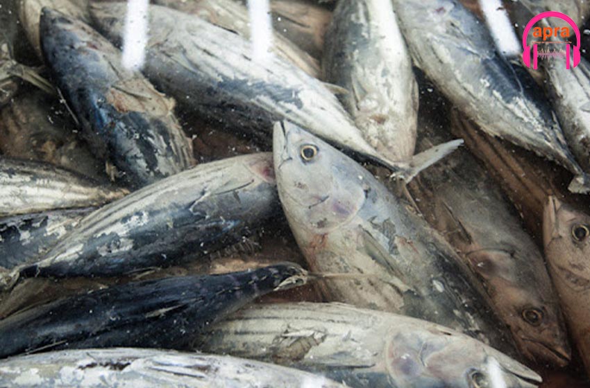 Société : Plafonnement du prix du faux Thon.