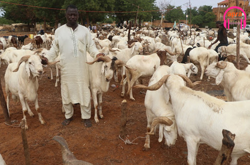 Tabaski ou fête de moutons 2023 : c’est durr mais on achète mouton quand même !