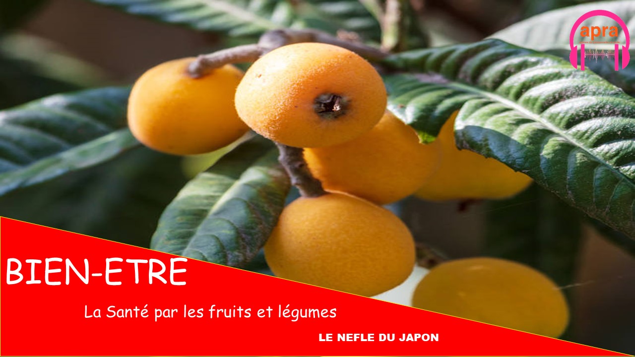 [RUBRIQUE BIEN ETRE] : La nèfle du Japon
