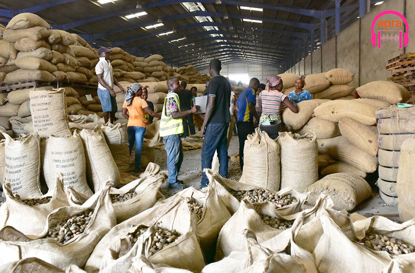 Commercialisation de la noix de cajou 2024 :  le prix bord champ du kilogramme fixé à 275 FCFA.