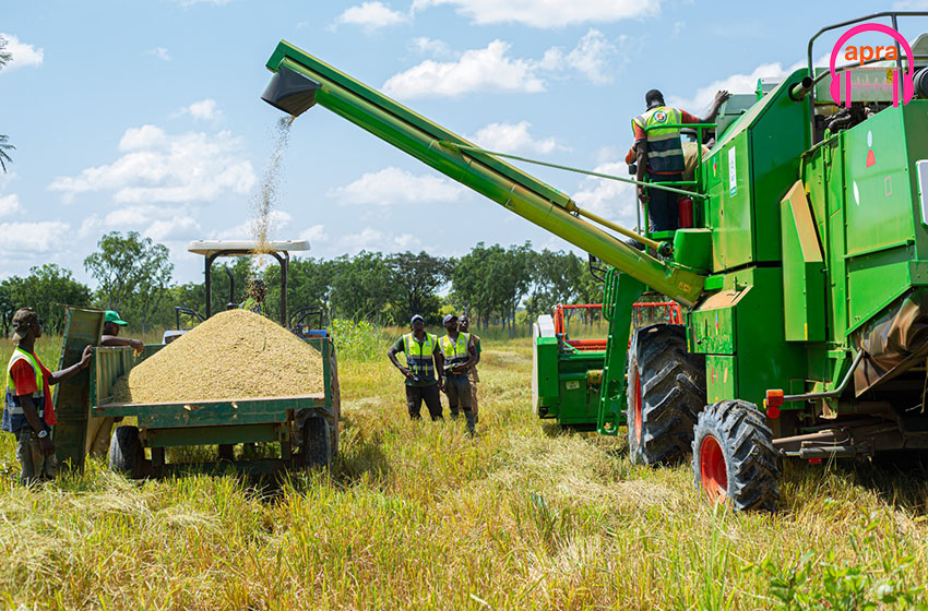 Autosuffisance en riz : le gouvernement ivoirien déterminé à gagner le pari
