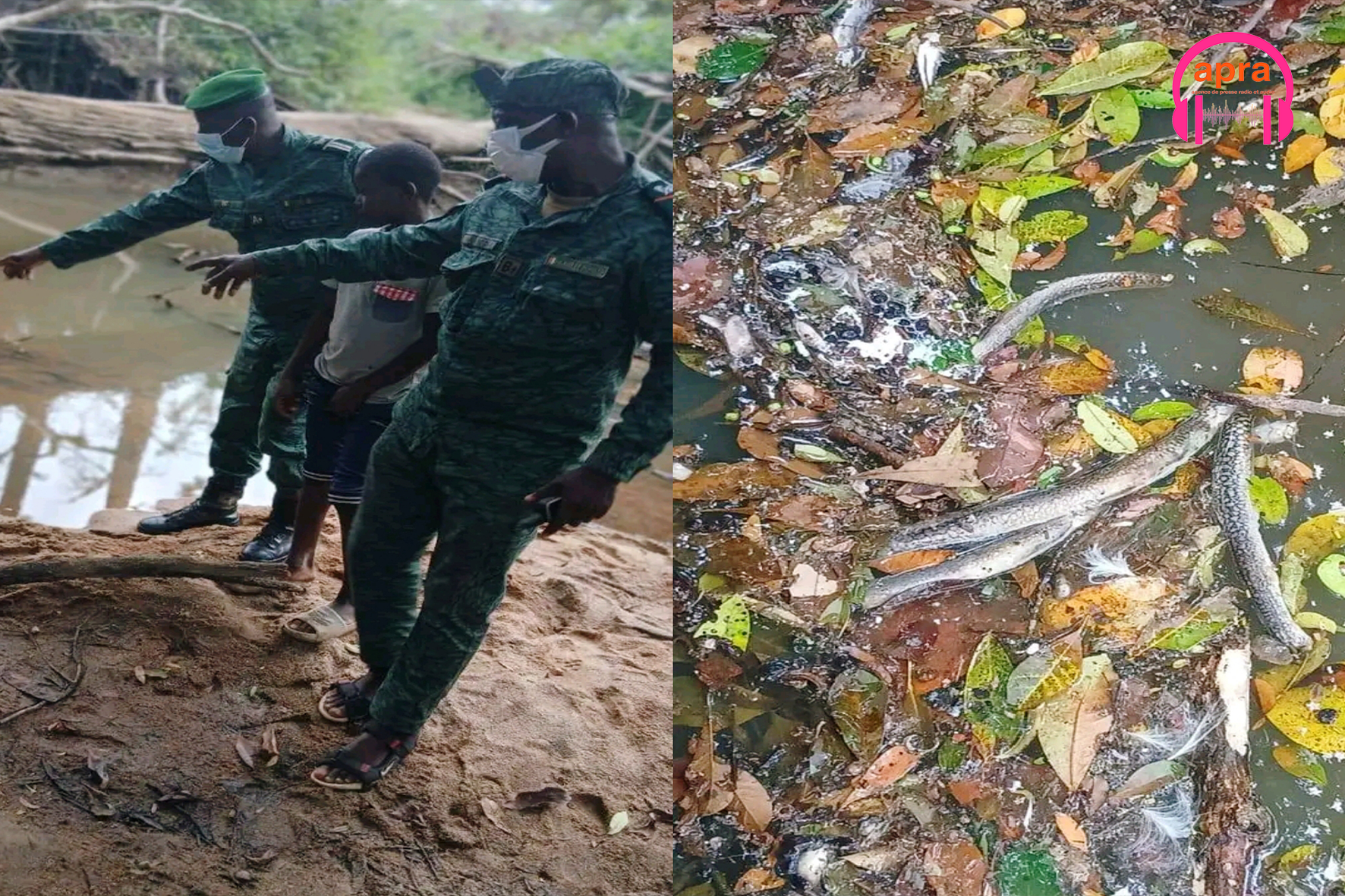 SOCIÉTÉ / Danané : Alerte rouge sur la rivière Ban, une pollution aux pesticides décime la faune aquatique.