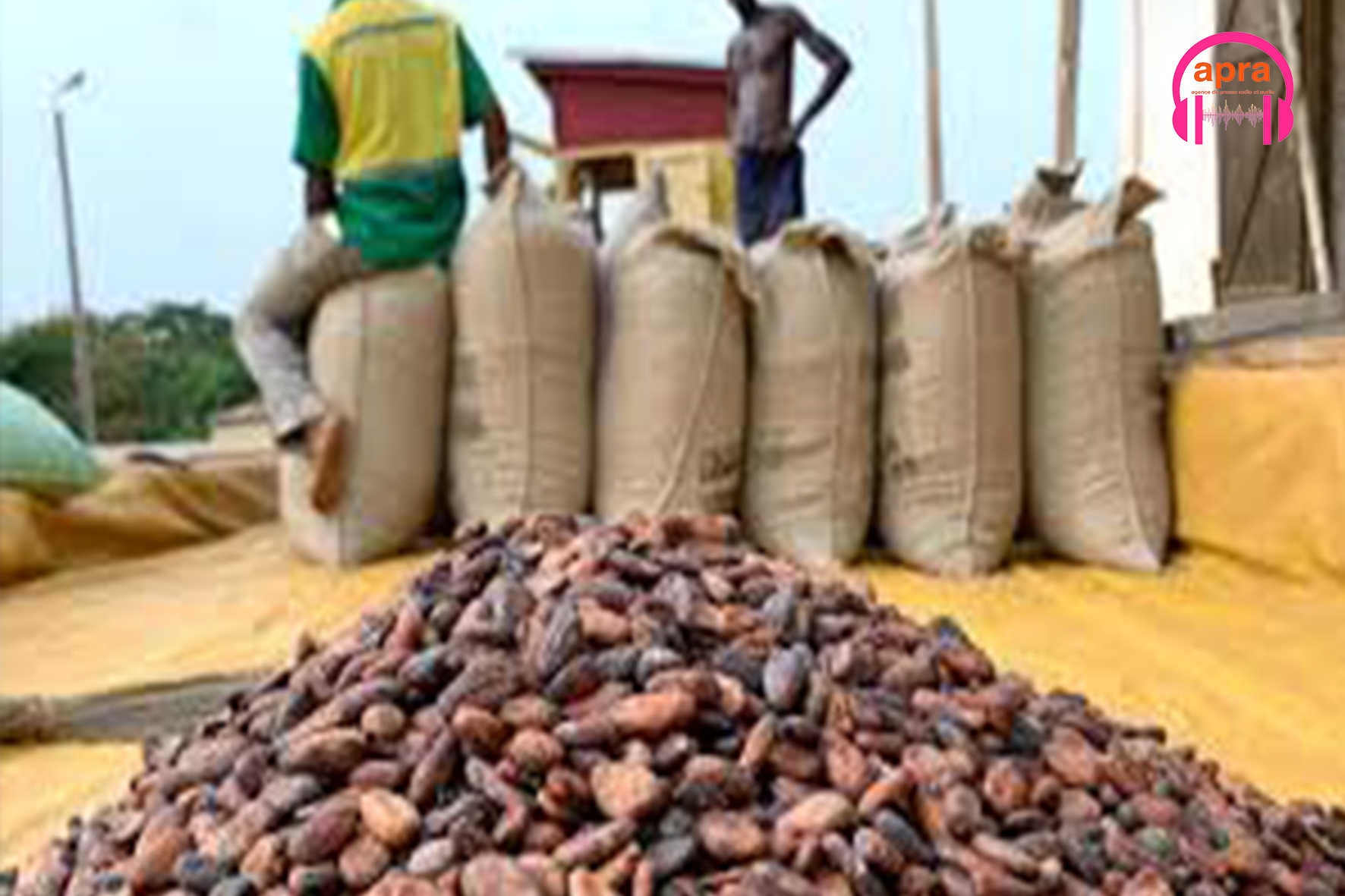 Cacao : le Ghana réduit ses prix d’achat pour stabiliser une filière en crise.