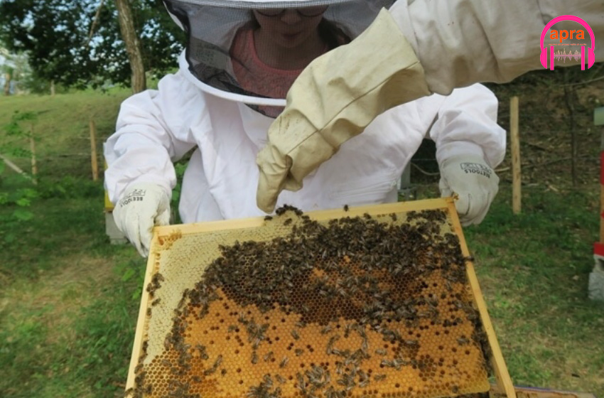L'attrait des jeunes Tunisiens pour l’apiculture.