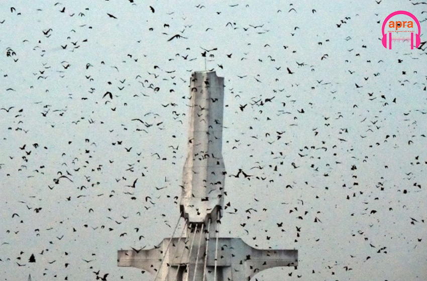 Environnement : Fin août, Nuit internationale de la chauve-souris !