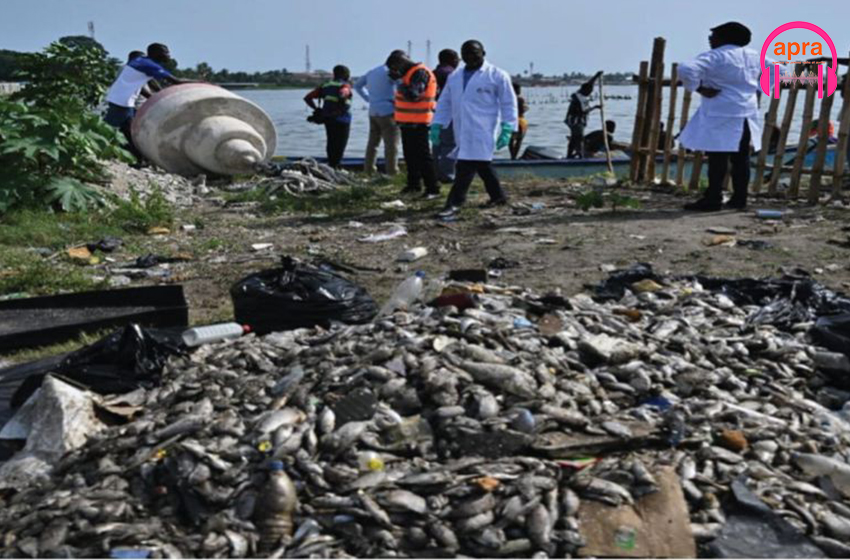 Faits divers : des poissons morts jonchent la baie de la lagune de Biétry.