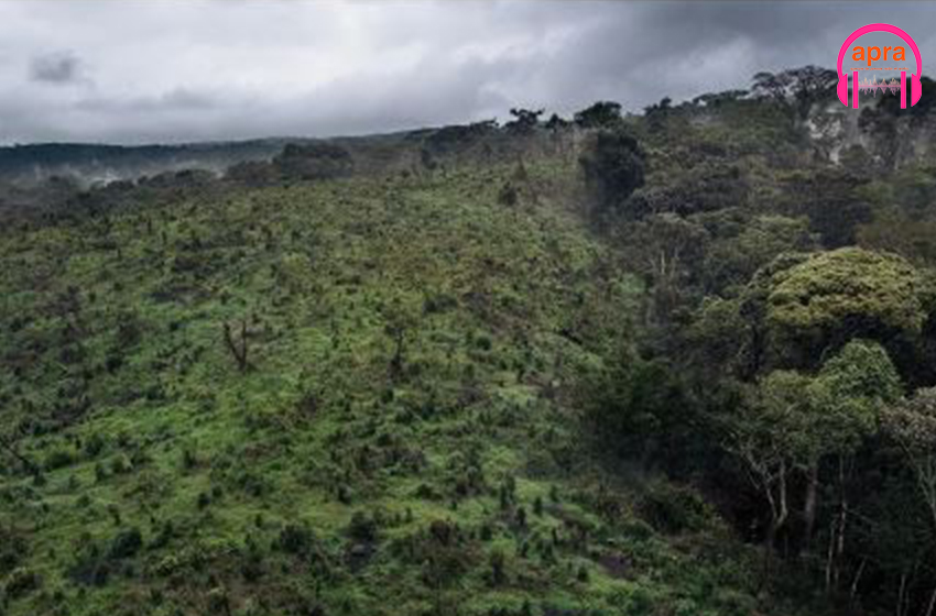 Economie / RDC : 400 millions de dollars dans des projets de conservation pour protéger les zones de forestières