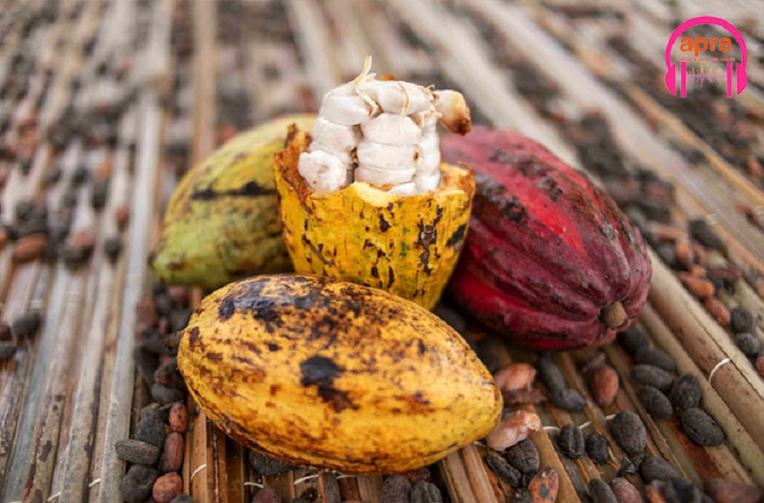Côte d’Ivoire/ campagne café cacao : les multinationales mangent pendant que les planteurs se démangent