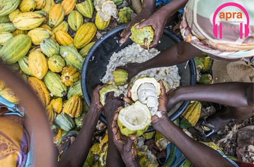 Le prix du Cacao et du Café fixé pour la campagne 2021-2022.