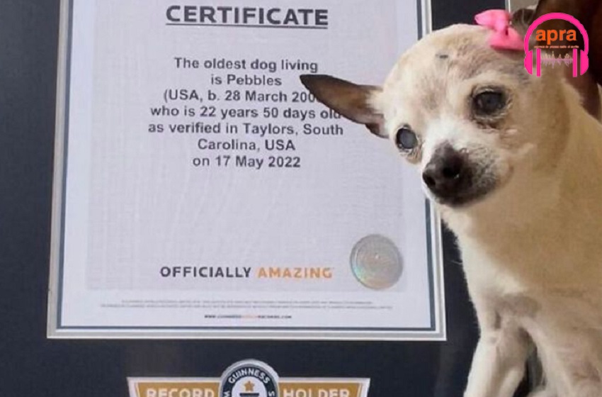 USA : le plus vieux chien vient de mourir à l’âge de 22 ans
