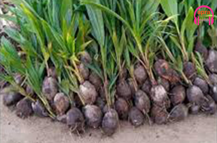 Agriculture/ Journée mondiale de la noix de coco : la Côte d’Ivoire mise sur une filière compétitive et durable