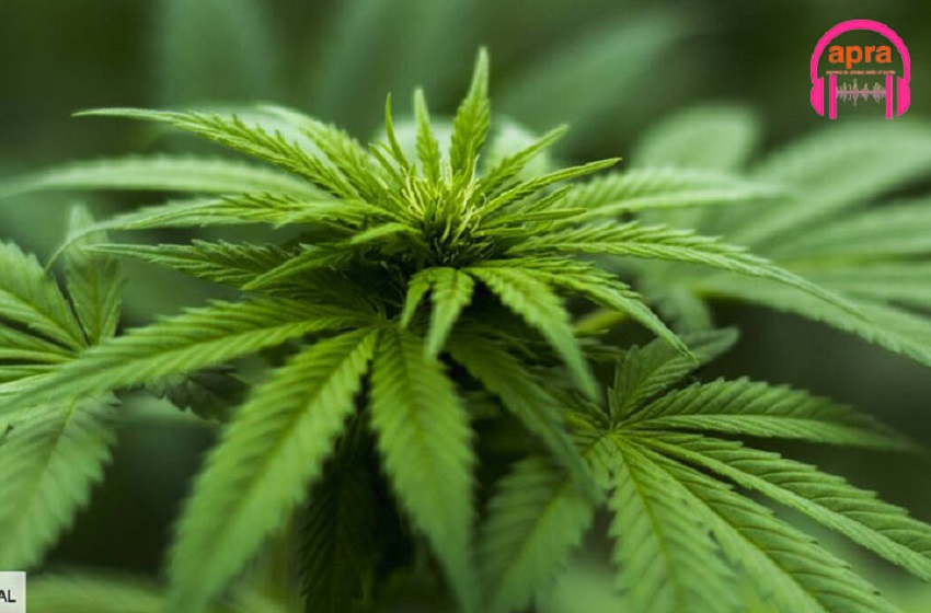 USA : la dépénalisation du cannabis avance