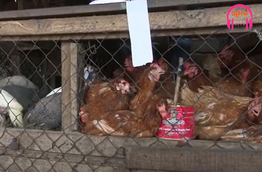 Société : Fêtes de fin d'année : une flambée des prix des volailles constatées sur le marché.