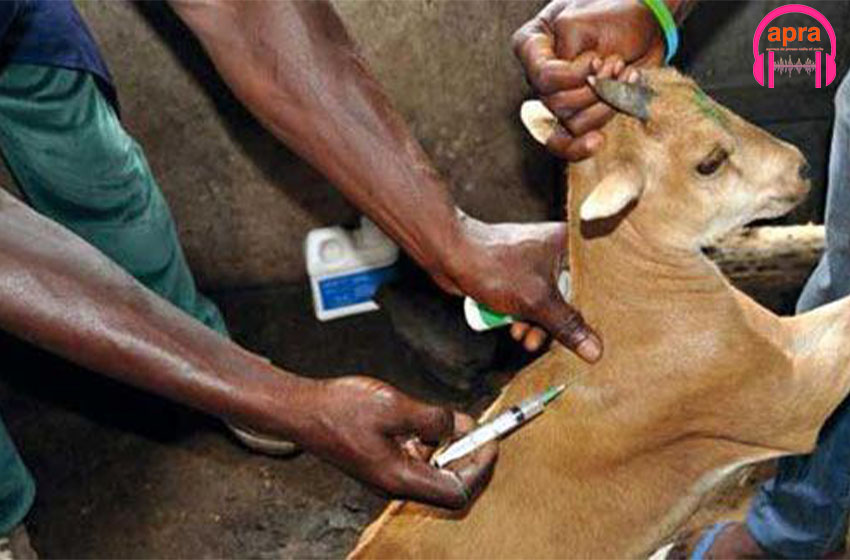 Peste des petits ruminants: 5 pays ouest africains engagent le combat de l’éradication à Aboisso.