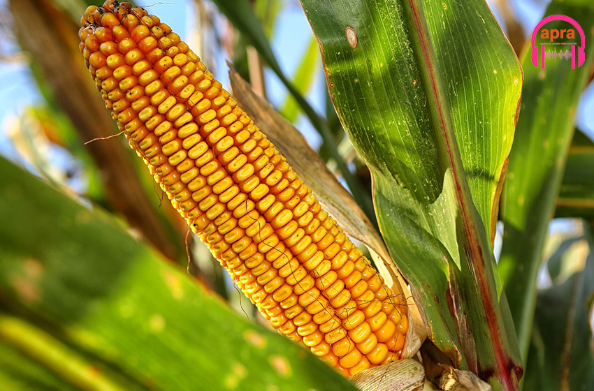 Publi-reportage : le maïs