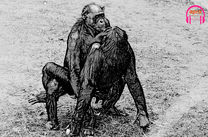 « LA CONFRÉRIE DES GUENONS-CHÈVRES ET LE JEUNE SINGE-BOUC »