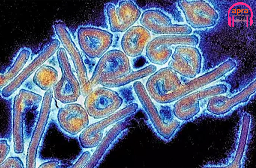 santé : Pour la première fois au Ghana, deux cas de maladie à virus de Marburg détectés.
