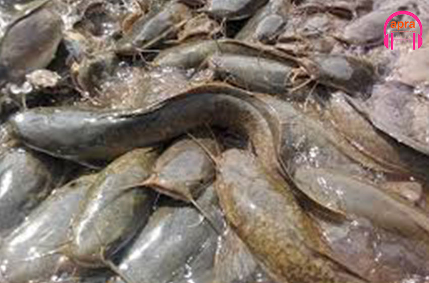 Tourisme et Loisir : à la découverte de Kofré, le village mystérieux, là où les silures parlent aux âmes