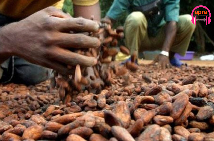 Economie / Café-Cacao : 2038 milliards de Fcfa perçus par les producteurs ivoiriens de 2021-2022