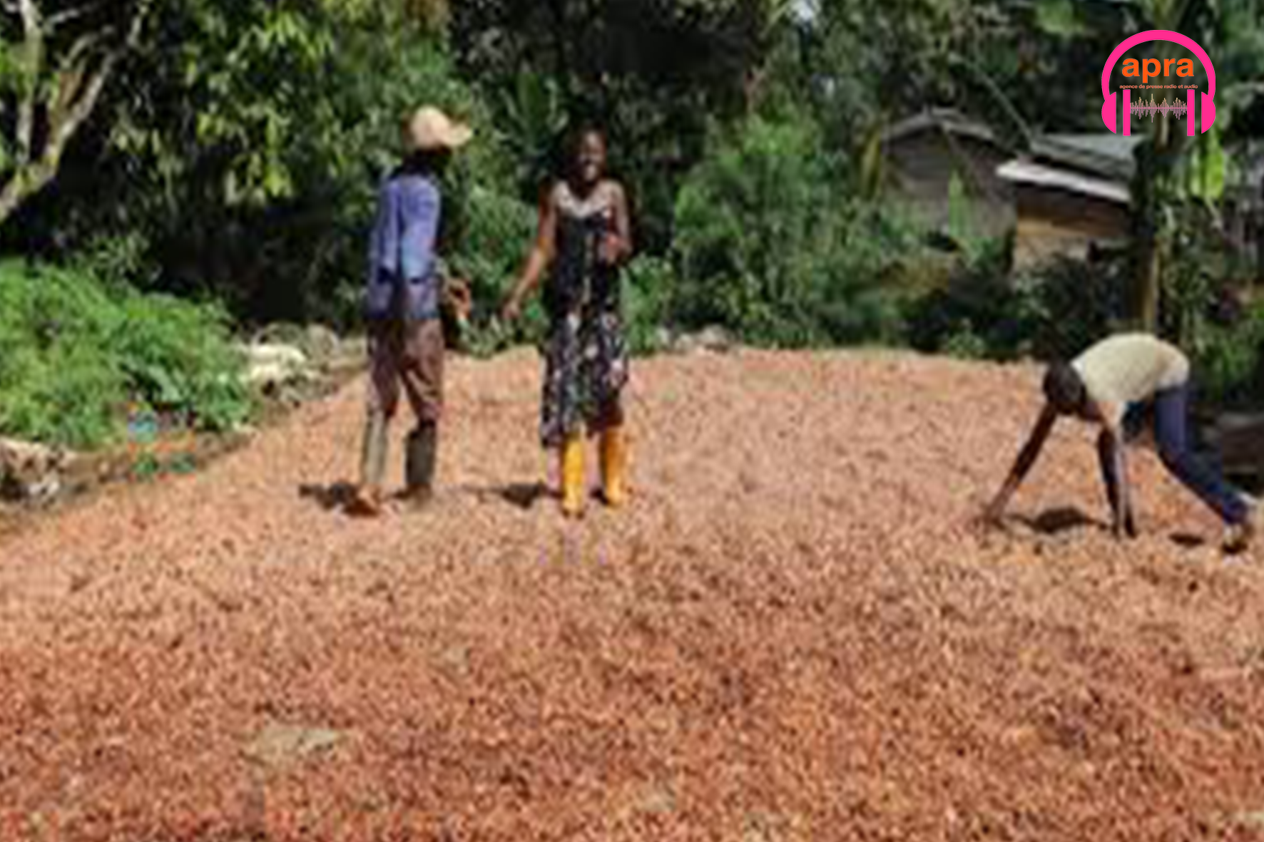 Côte d’Ivoire/ Séisme dans la filière cacao : les prix s’effondrent.