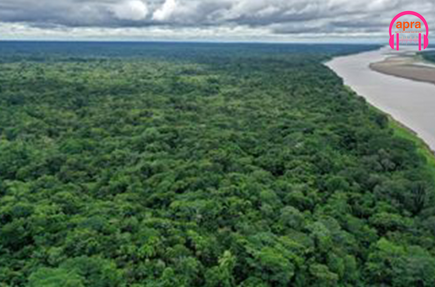 Brésil/ forêt de l’Amazonie : la déforestation baisse de 31 %